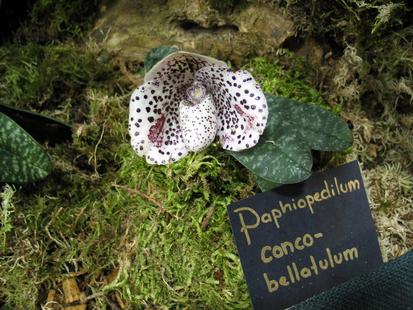 RHS International Orchid Show - Paphiopedilum conco-bellatulum
