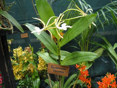 RHS International Orchid Show - Epidendrum lacustre
