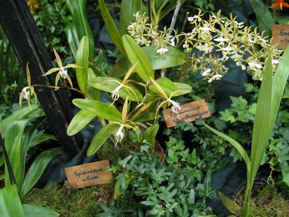 RHS International Orchid Show - Epidendrum ciliare
