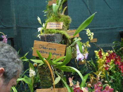 RHS International Orchid Show - Oberonia sp.

