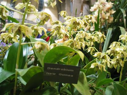 RHS International Orchid Show - Dendrobium New Guinea
