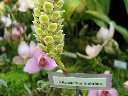 RHS International Orchid Show - Altensternia fimbriata
