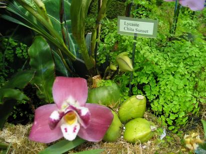 RHS International Orchid Show - Lycaste Chita SUnset
