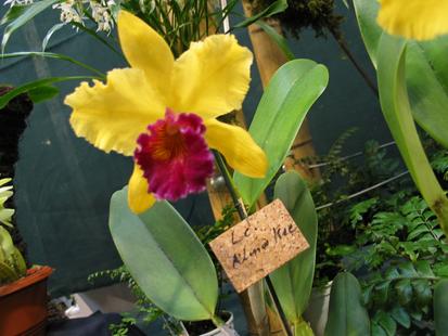 RHS International Orchid Show - Laeliocattleya Alma Kie
