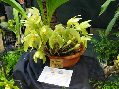 RHS International Orchid Show - Lycaste fimbriata
