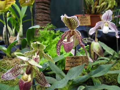 RHS International Orchid Show - Paph. transval x conco-bellatulum
