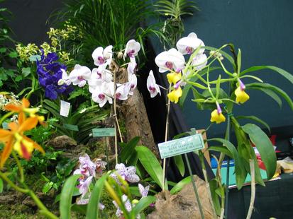 RHS International Orchid Show
