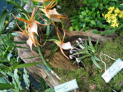 RHS International Orchid Show - Angraecum vigurrei
