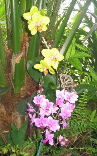 Phalaenopsis 

