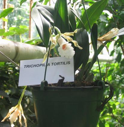 Trichopilia tortilis
