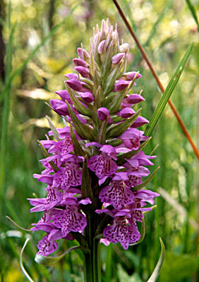 Dactylorhiza Ruthei