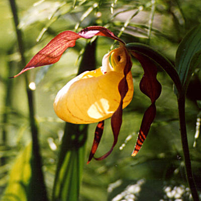 Cypripedium calceolus