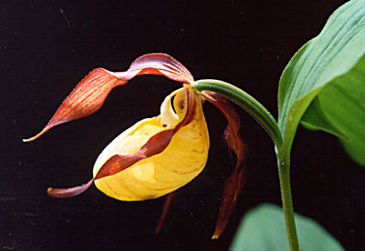 Cypripedium calceolus