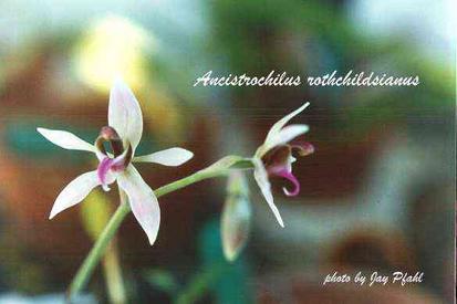 Foto: Ancistrochilus rothschildanus O'Brien