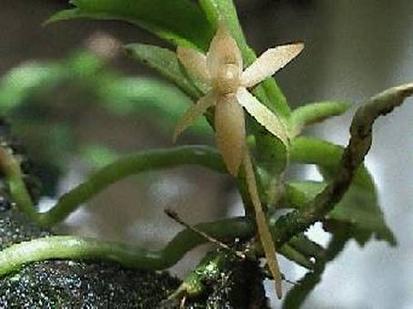 Foto: Angraecum cultriforme Summerhayes