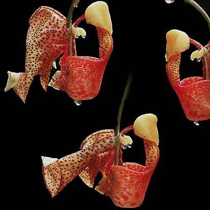 Coryanthes Speciosa