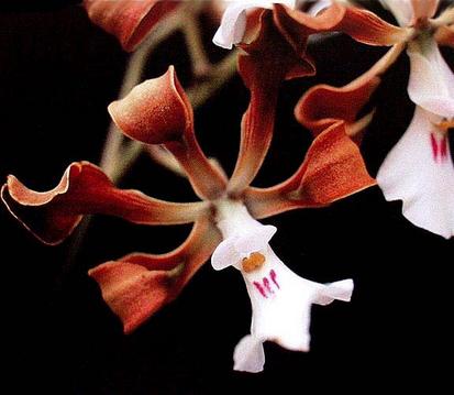 Foto: Encyclia cordigera