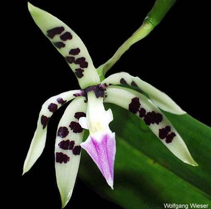 Foto: Encyclia prismatocarpa