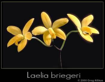 Foto: Laelia briegeri Blumenschein