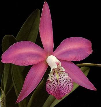 Foto: Laelia speciosa Schlechter