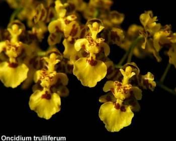 Foto: Oncidium trulliferum Lindley