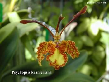Foto: Psychopsis krameriana (Rchb. f.) H. G. Jones