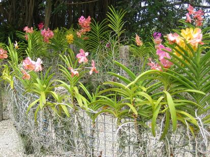 "Orchid World" Barbados