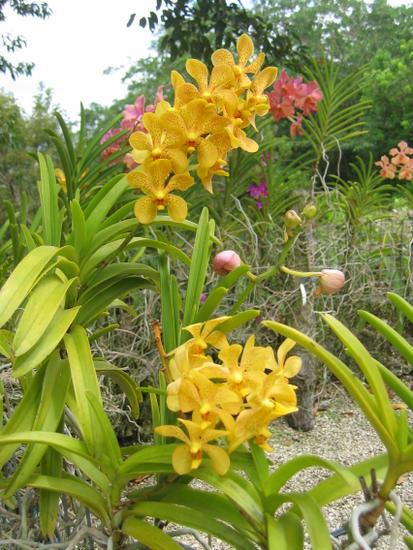 "Orchid World" Barbados