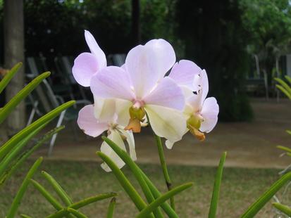 "Orchid World" Barbados