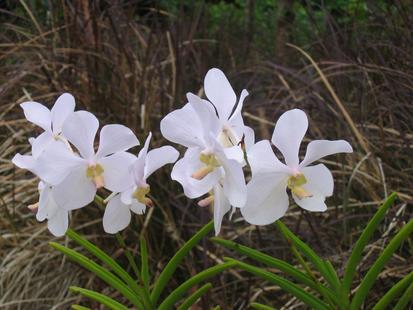 "Orchid World" Barbados