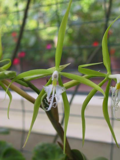 Epidendrum ciliare
