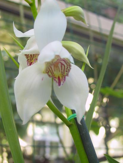 Cymbidium erythrostylum
