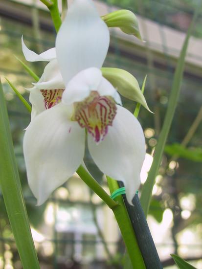 Cymbidium erythrostylum
