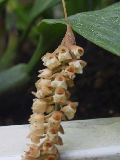 Pholidota conchoidea 
