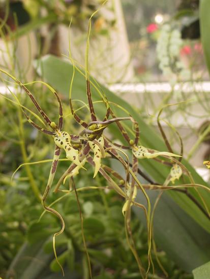 Brassia rex 
