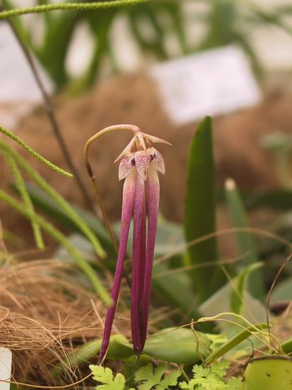Bulbophyllum jacobsonii 
