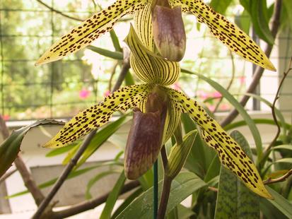 Pahiopedilum lantha stage 
