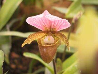 Paphiopedilum charlesworthii 
