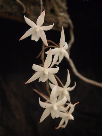 Aerangis biloba 
