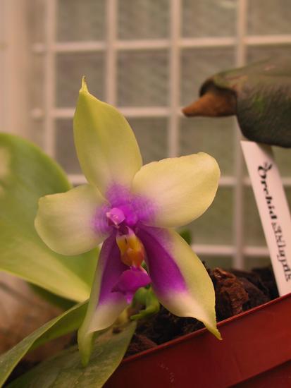 Phalaenopsis bellina 
