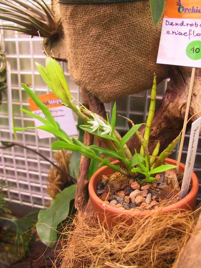 Dendrobium eriaeflorum 
