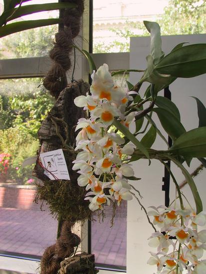 Dendrobium farmerii 
