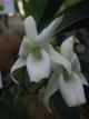 Angraecum magdalenae
