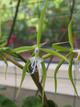 Epidendrum ciliare
