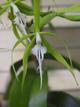 Epidendrum ciliare 
