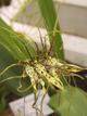 Brassia rex 
