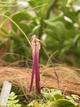 Bulbophyllum jacobsonii 
