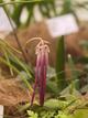 Bulbophyllum jacobsonii 

