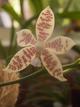 Phalaenopsis hierogliphica 
