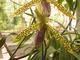 Pahiopedilum lantha stage 
